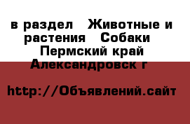  в раздел : Животные и растения » Собаки . Пермский край,Александровск г.